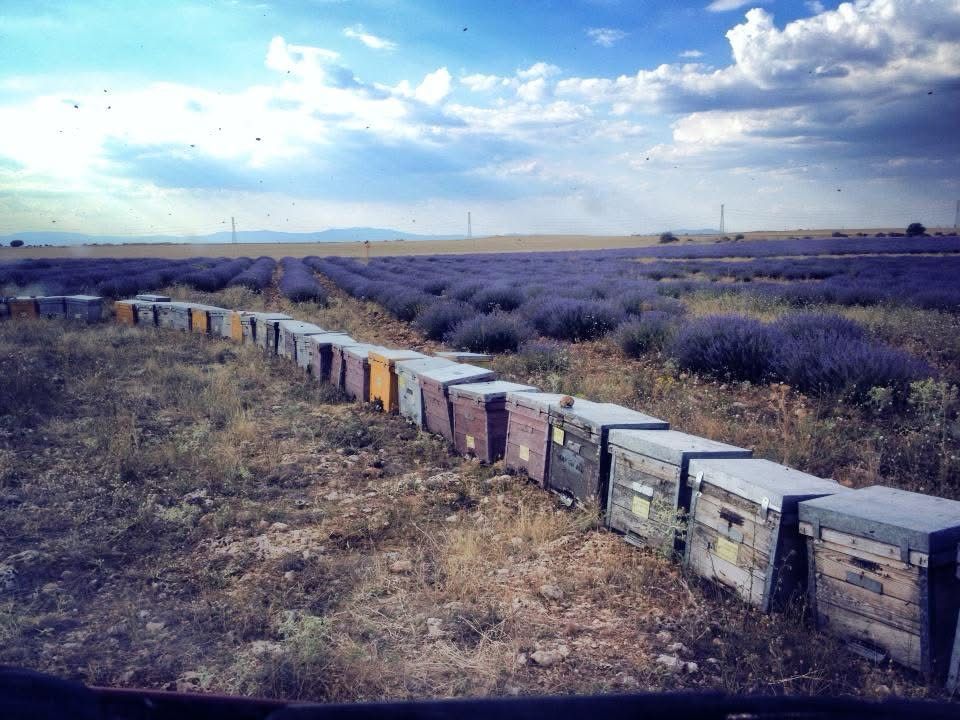 LAVANDA KILO LA CIUDAD DE LA MIEL